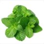 Pudina Mint Leaves 1 Bunch